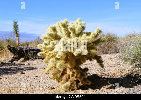 Cholla Cactus in Mohave County, Arizona Stockfoto