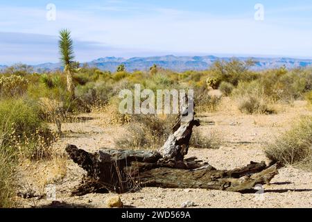 Toter Baum in der Wüste mit Joshua Baum im Hintergrund und palo verde Bäume und Wüstensträucher Stockfoto