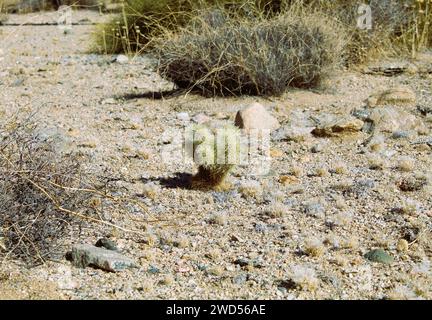 Cholla Cactus in Mohave County, Arizona Stockfoto