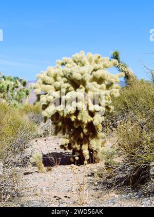 Cholla Cactus in Mohave County, Arizona Stockfoto