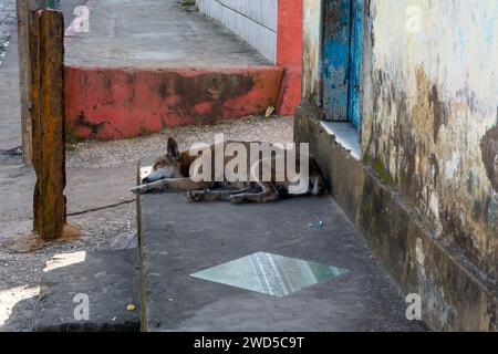 Ein Hund, der am Rand des Hauses schläft. Haustier. Stockfoto