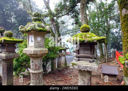 Moosbedeckte Steinlaternen in Kasuga Taisha oder Kasuga Grand Shrine in Nara, Japan. Stockfoto