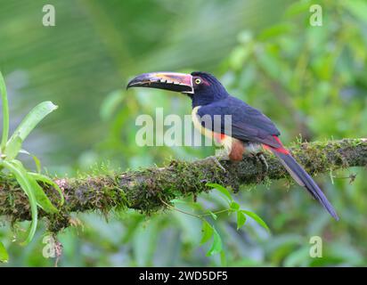 Aracari mit Kragen (Pteroglossus torquatus), Laguna del Lagarto Eco Lodge, Boca Tapada, Alajuela, Costa Rica. Stockfoto