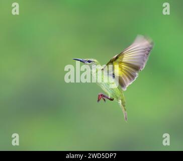 Rotbeinige Honeycreeper (Cyanerpes cyaneus) weiblich fliegt, Laguna del Lagarto Eco Lodge, Boca Tapada, Alajuela, Costa Rica. Stockfoto