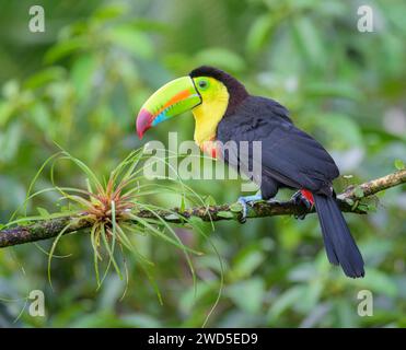 Kielschnabeltukan (Ramphastos sulfuratus), Laguna del Lagarto Eco Lodge, Boca Tapada, Alajuela, Costa Rica. Stockfoto