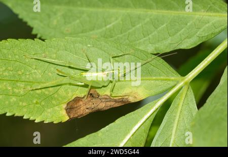 Südliche Eichenbuschgrille (Meconema meridionale), Weibchen auf einem Blatt, Nahaufnahme, Makrofoto, Ostharz, Sachsen-Anhalt, Deutschland Stockfoto