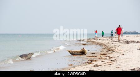Menschen, die an einem Strand vorbei an ruhenden Graurobben (Halichoerus grypus) laufen, weiblich, mit offenem Mund am Sandstrand, Hafenrobbe (Phoca vitulina) Stockfoto