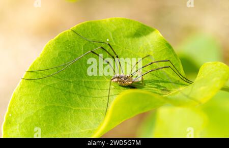 Hornweber (Phalangium opilio), männlich, mit langen Beinen auf einem grünen Blatt hockend, Flieder (Syringa vulgaris), Nahaufnahme, Makrofoto Stockfoto