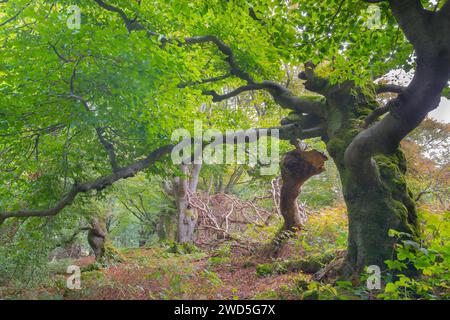 Alte Kupferbuchen (Fagus sylvatica), friedlicher Wald, alte, moosbedeckte, knorrige Bäume, gebrochener Hauptzweig, grüne Blätter auf den Zweigen und Stockfoto