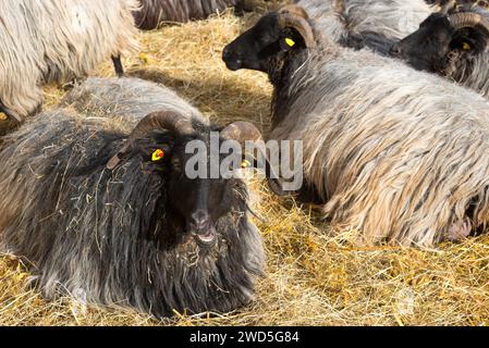 Mehrere graugehörnte Heidschnucken (Ovis gmelini aries) oder Lüneeburger Heidschnucken mit dunklem Kopf und langem Fell auf Stroh liegend, Schafe, einer schauend Stockfoto