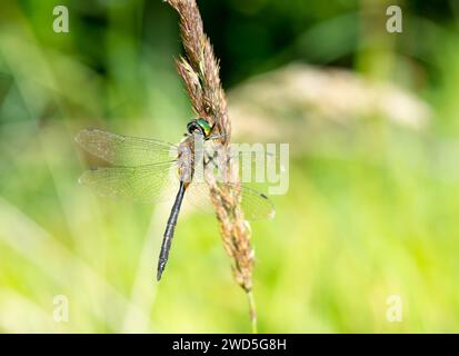 Gelb gefleckter Smaragd (Somatochlora flavomaculata), der auf einem Grasstachel sitzt, mit verschwommenem grünem Hintergrund, Nahaufnahme, Makroaufnahme, Stiel Stockfoto