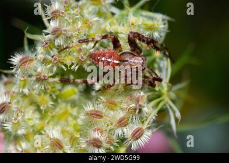 Europäische Gartenspinne (Araneus diadematus) hockt sich auf Obststand mit Stachelfrüchten, wilde Karotten (Daucus carotaeiner), Nahaufnahme, Makroaufnahme Stockfoto