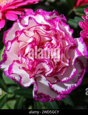 Nahaufnahme der weißen und rosa Nelkenblume Stockfoto