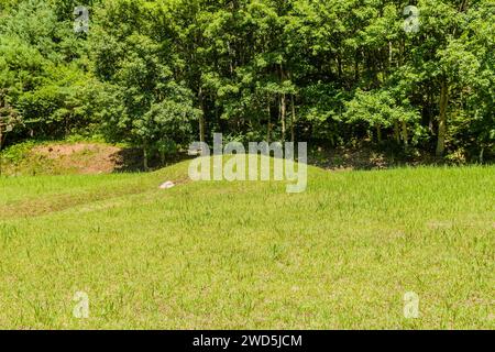 Unmarkiertes Berggrab bedeckt mit wunderschön gepflegtem grünem Gras im Waldpark an sonnigem Tag, Südkorea Stockfoto