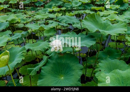 Weiße Lilie mit geschlossenen Blütenblättern im Teich mit Lilienpads und Lotusblättern, Südkorea, Südkorea Stockfoto