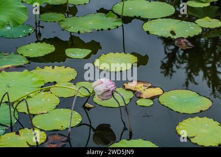 Rosa Lilie mit geschlossenen Blütenblättern im Teich mit Lilienpads und Lotusblättern, Südkorea, Südkorea Stockfoto