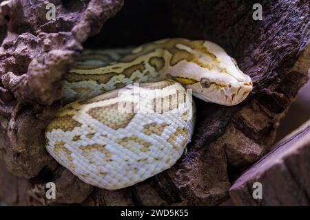 Dunkle Tigerpython (Python bivittatus), Deutschland Stockfoto