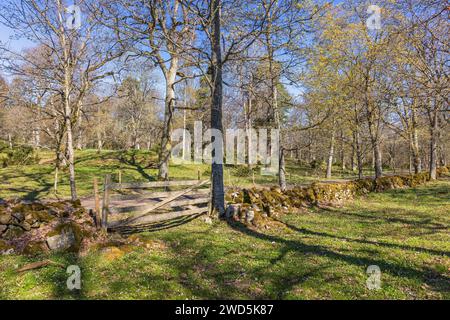 Holztor an einer Steinmauer in einem Laubwald an einem schönen Frühlingstag Stockfoto