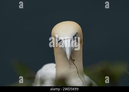 Northern Tölpel (Morus bassanus) erwachsener Vogel, der Gras für Nistmaterial auf einer Klippe sammelt, Yorkshire, England, Vereinigtes Königreich Stockfoto