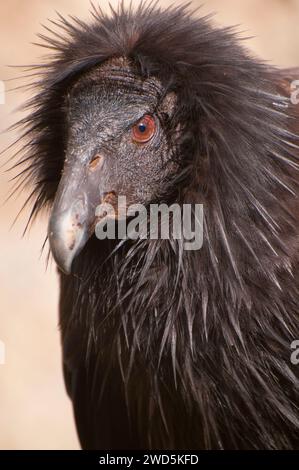 Kalifornien Kondor (Gymnogyps californianus), San Diego Zoo Safari Park, San Diego County, Kalifornien Stockfoto