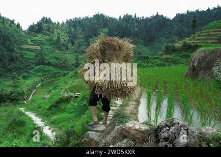 龙胜镇 (龙胜县) 中國 Longsheng Reisterrassen, Dazhai Longji Ping'an Zhuang, China; chinesischer Armer Bauer trägt Reisstroh; chinesischer Bauer trägt Reisstroh Stockfoto