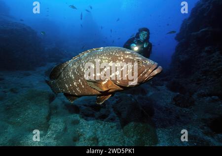 Taucher, der in der Nähe von sehr großen Exemplaren von dunklem Gruppentaucher (Epinephelus marginatus) im Garajau Nature Reserve im Ostatlantik schwimmt Stockfoto