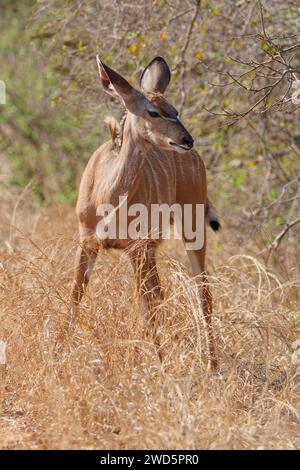 Greater Kudu (Tragelaphus strepsiceros), stehend in hohem trockenem Gras, Kruger-Nationalpark, Südafrika, Afrika Stockfoto