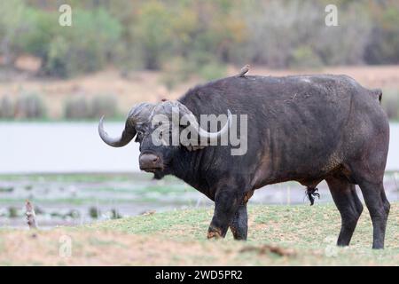 Kap-Büffel (Syncerus Caffer Caffer Caffer), erwachsener Mann, der am Ufer des Letaba River spaziert, zwei Rotschnabelspechte (Buphagus erythrorynchus) auf seinem Stockfoto