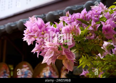 Blühende rosa Bougainvillea-Blume mit verschwommenem Hintergrund. Stockfoto
