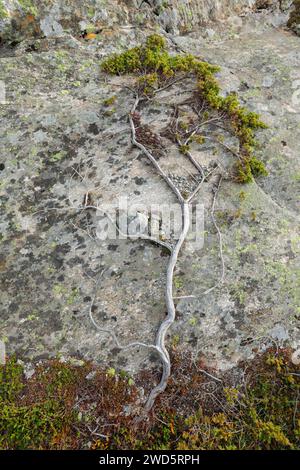 Baumform aus Wurzeln und Moos auf grauem Felsen, Schweizer Alpen Stockfoto