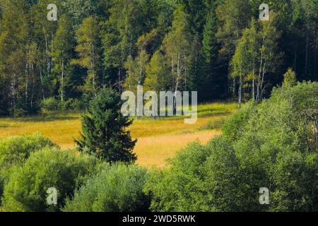 Vegetation im Rothenthurmer Hochmoor. Kanton Schyz, Schweiz Stockfoto