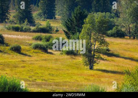 Vegetation im Rothenthurmer Hochmoor. Kanton Schyz, Schweiz Stockfoto