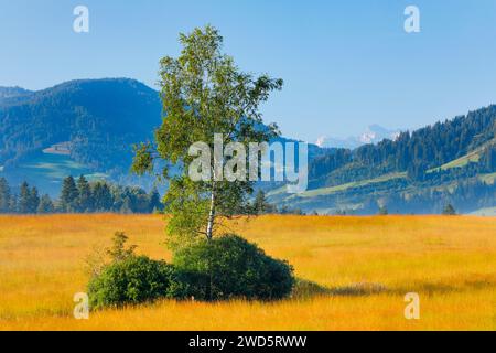 Blick auf das Rothenthurm Hochmoor mit Birke im Vordergrund, Kanton Schyz, Schweiz Stockfoto