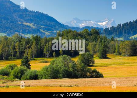 Blick auf das Rothenthurm Hochmoor im Kanton Schyz, Schweiz Stockfoto