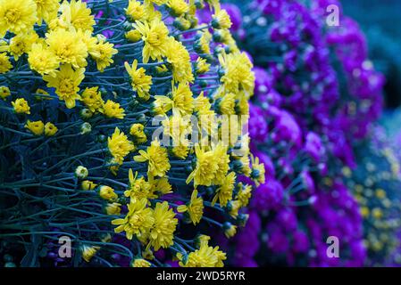 Ursula Sunny Yellow Chrysantheme mit violettem Chrysantheme im Hintergrund. Stockfoto