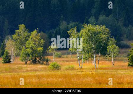 Vegetation im Rothenthurmer Hochmoor. Kanton Schyz, Schweiz Stockfoto