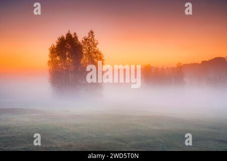 Birken im Hochmoor Rothenthurm bei Sonnenaufgang im Herbst, Kanton Schyz, Schweiz Stockfoto