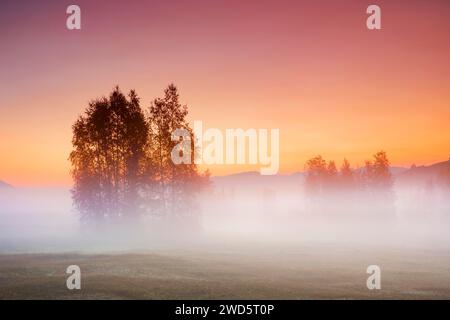 Birken im Hochmoor Rothenthurm bei Sonnenaufgang im Herbst, Kanton Schyz, Schweiz Stockfoto