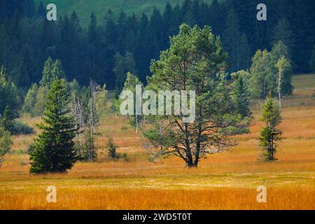 Alte Kiefern- und Fichtenbäume im Hochmoor Rothenthurm. Kanton Schyz, Schweiz Stockfoto