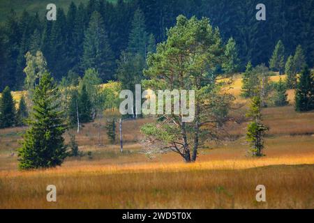 Alte Kiefern- und Fichtenbäume im Hochmoor Rothenthurm. Kanton Schyz, Schweiz Stockfoto