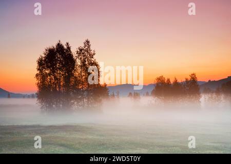 Birken im Hochmoor Rothenthurm bei Sonnenaufgang im Herbst, Kanton Schyz, Schweiz Stockfoto