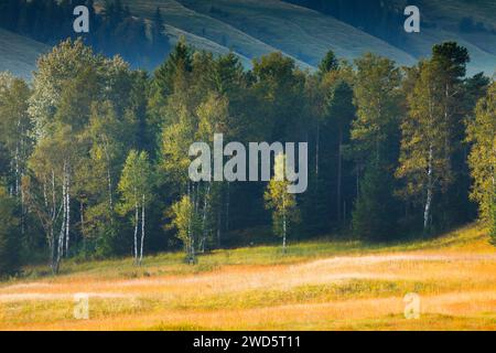 Vegetation im Rothenthurmer Hochmoor. Kanton Schyz, Schweiz Stockfoto