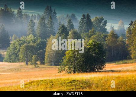 Vegetation im Rothenthurmer Hochmoor. Kanton Schyz, Schweiz Stockfoto