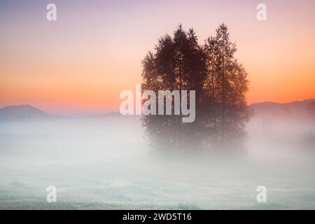 Birken im Hochmoor Rothenthurm bei Sonnenaufgang im Herbst, Kanton Schyz, Schweiz Stockfoto