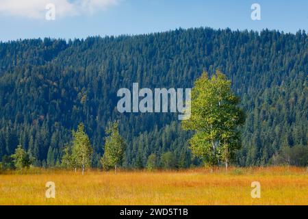 Birken im Rothenthurm Hochmoor, Kanton Schyz, Schweiz Stockfoto