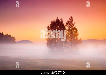 Birken im Hochmoor Rothenthurm bei Sonnenaufgang im Herbst, Kanton Schyz, Schweiz Stockfoto