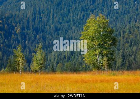 Birke im Rothenthurm Hochmoor, Kanton Schyz, Schweiz Stockfoto