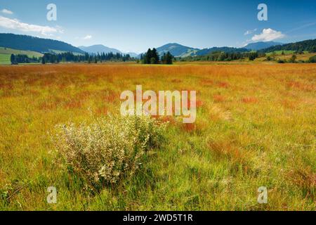 Blick auf das Naturschutzgebiet Rothenthurm Hochmoor im Kanton Schyz, Schweiz Stockfoto