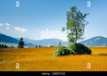 Blick auf das Rothenthurm Hochmoor mit Birke im Vordergrund, Kanton Schyz, Schweiz Stockfoto