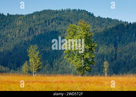 Birken im Rothenthurm Hochmoor, Kanton Schyz, Schweiz Stockfoto